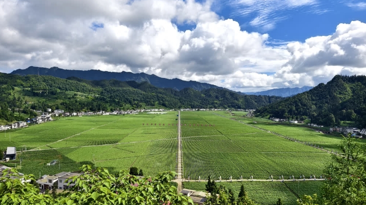 勇立潮头向新而行——四川古蔺县2024年上半年县域经济社会发展综述(图5)